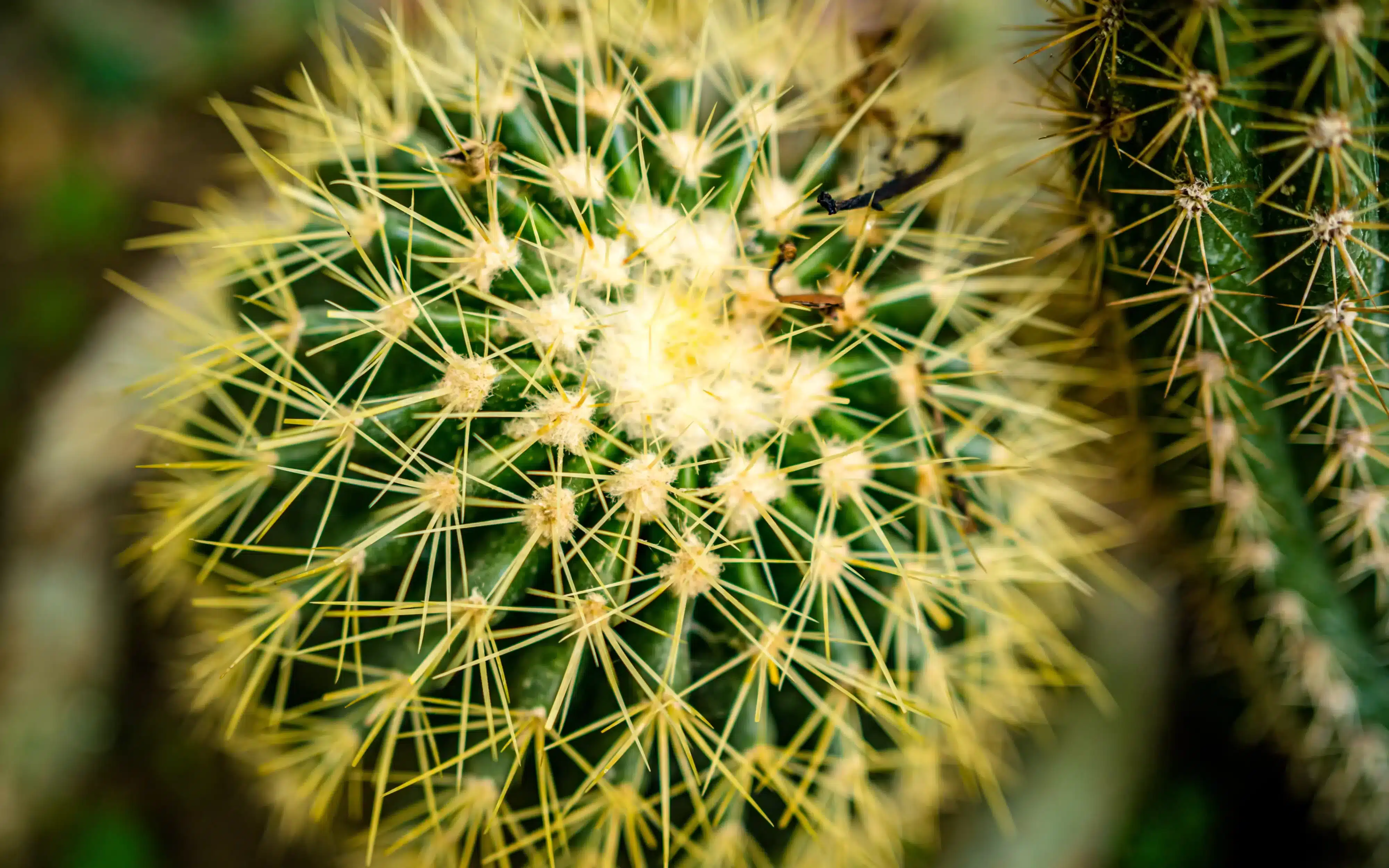 สารสกัดแคคตัส (Cactus extract)