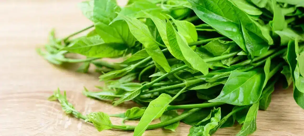 ผักเชียงดา (Gymnema sylvestre)