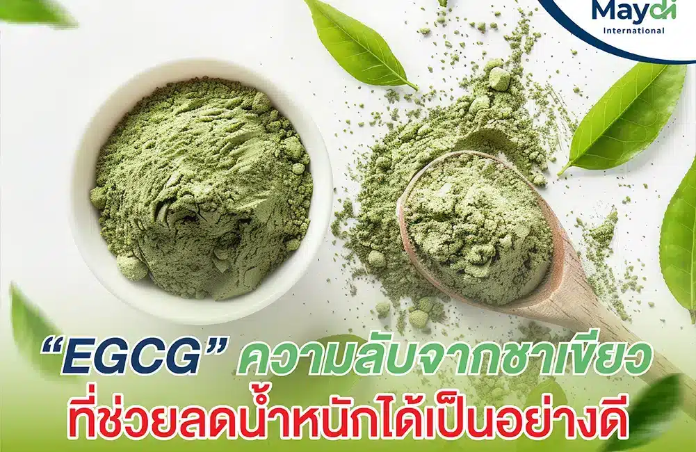 ประโยชน์ EGCG (สารสกัดชาเขียว) ตัวช่วยในการลดน้ำหนัก