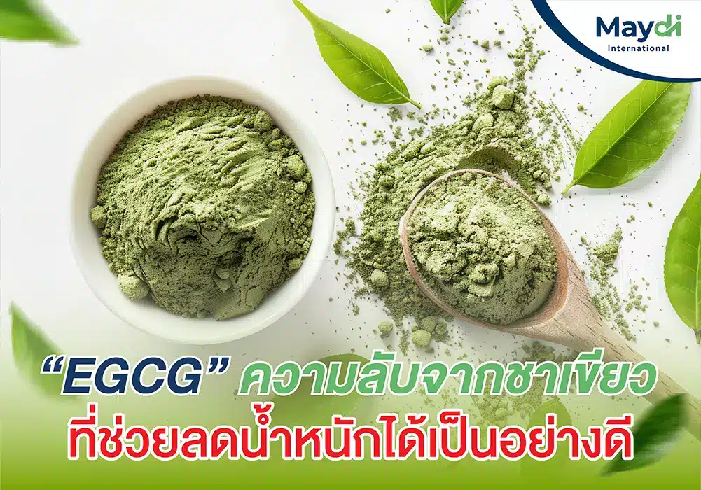 ประโยชน์ EGCG (สารสกัดชาเขียว) ตัวช่วยในการลดน้ำหนัก