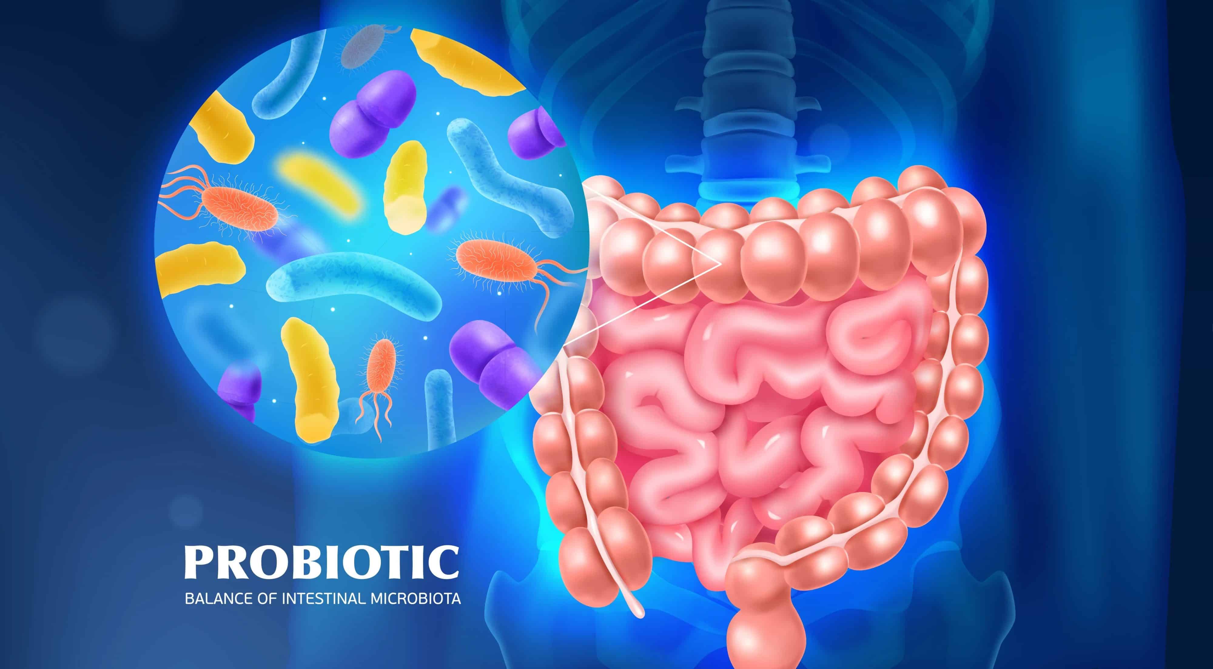 โพรไบโอติก (Probiotic)