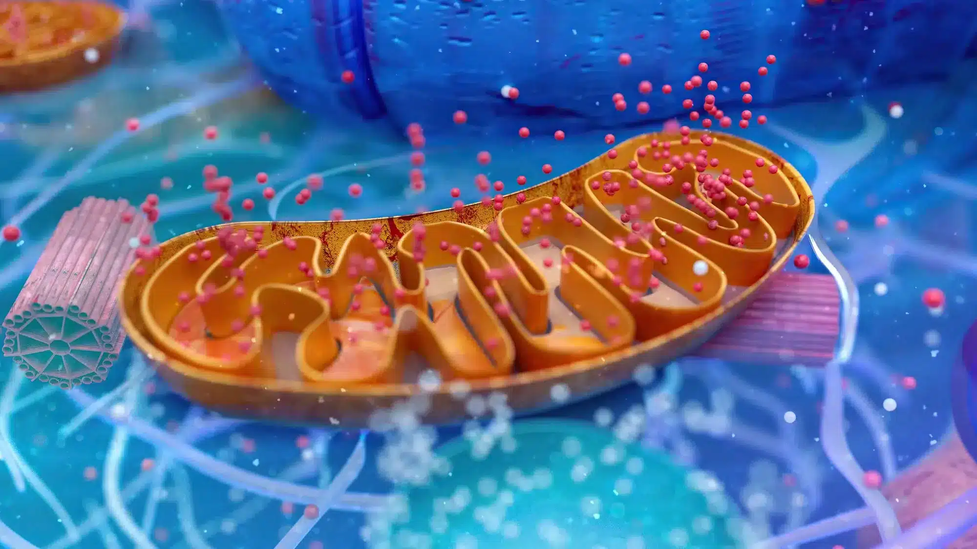 ไมโตคอนเดรีย (Mitochondria)