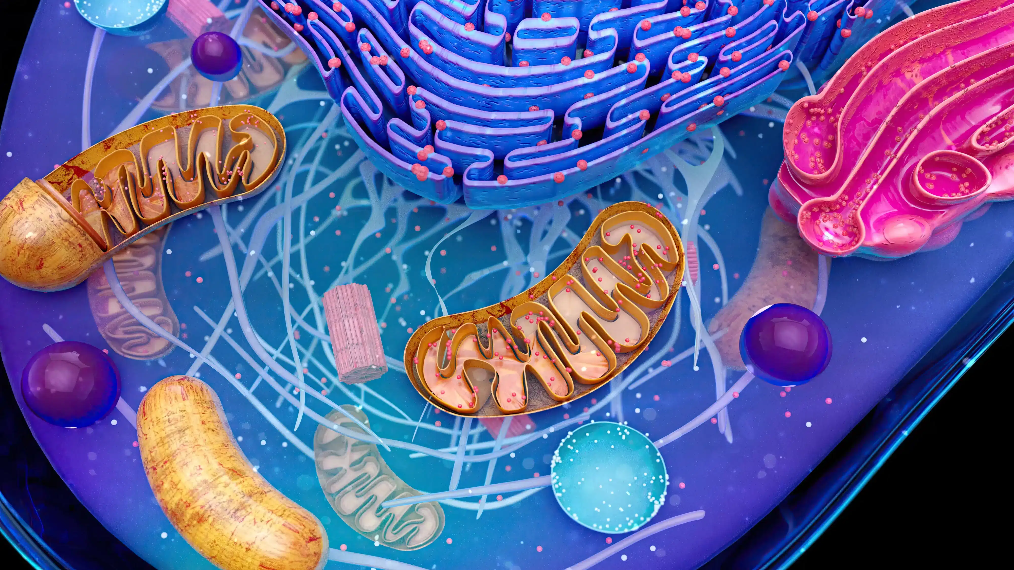 ไมโตคอนเดรีย (Mitochondria)