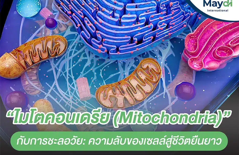 ไมโตคอนเดรีย (Mitochondria) กับการชะลอวัย- ความลับของเซลล์สู่ชีวิตยืนยาว