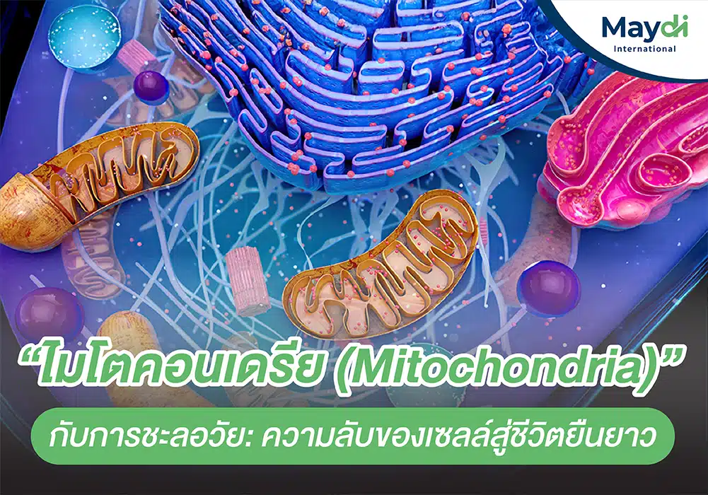 ไมโตคอนเดรีย (Mitochondria) กับการชะลอวัย- ความลับของเซลล์สู่ชีวิตยืนยาว