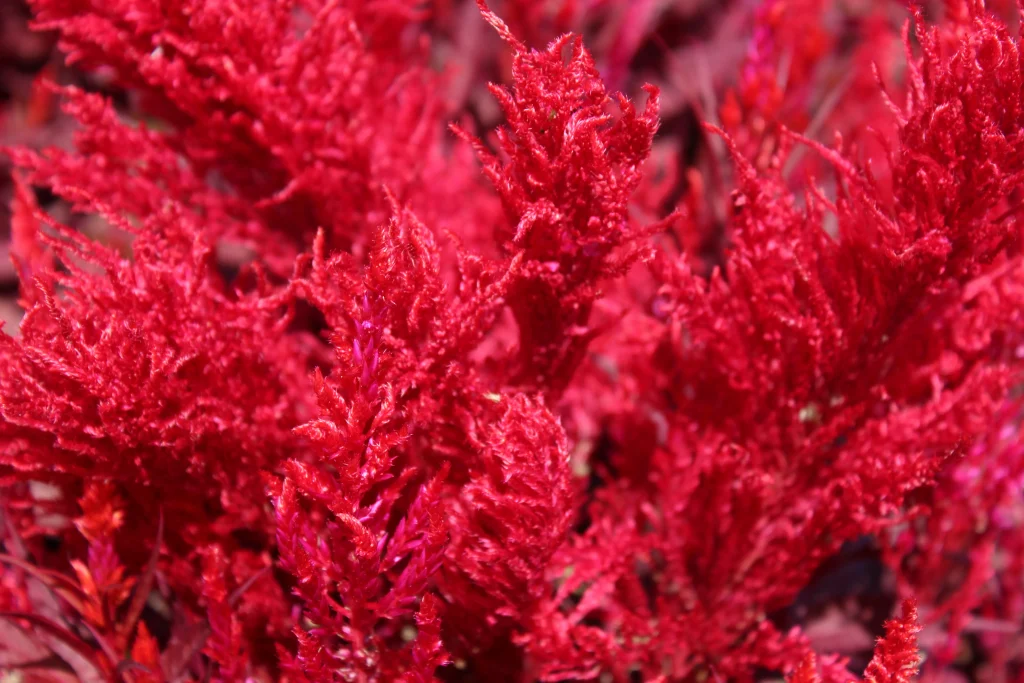 Astaxanthin