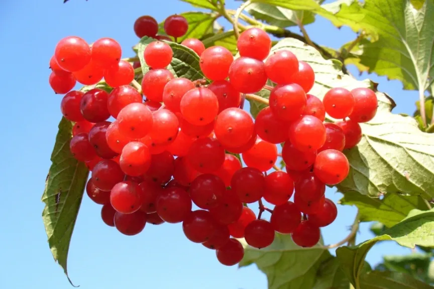 สารสกัดแครนเบอร์รี่ (Cranberry Extract)